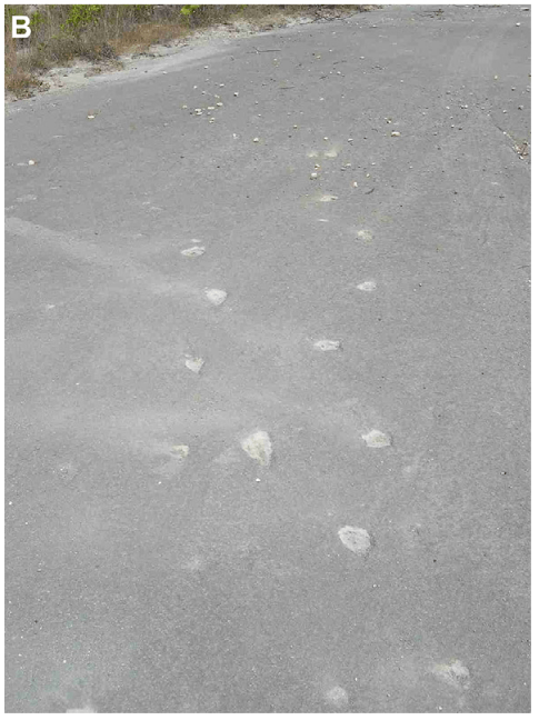 Valsequillo-Footprints 2