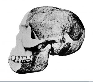M0013579 Skull of the "Eoanthropus Dawsoni" (Piltdown Man) Credit: Wellcome Library, London. Wellcome Images images@wellcome.ac.uk http://wellcomeimages.org Skull of the "Eoanthropus Dawsoni" (Piltdown Man) Published: - Copyrighted work available under Creative Commons Attribution only licence CC BY 2.0 http://creativecommons.org/licenses/by/2.0/