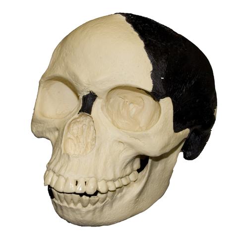 Piltdown-Man-Skull–Main__BH-014__1_500x
