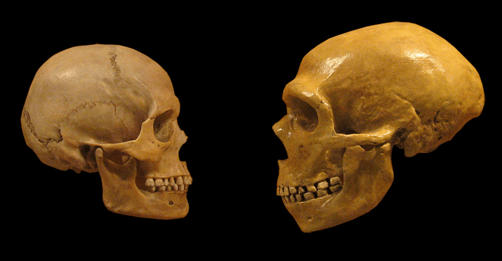 Sapiens_neanderthal_comparison_en_blackbackground