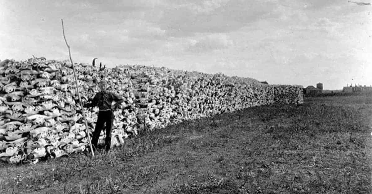 Bison-wall_Saskatchewan_1890